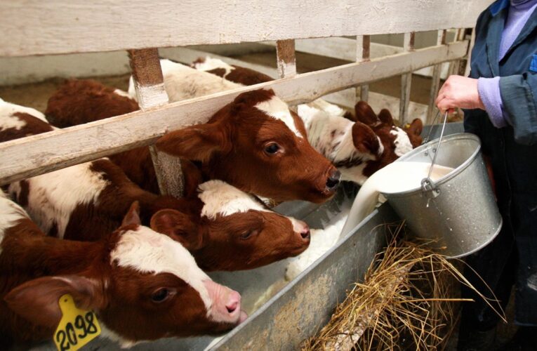 Фермери РФ втратили 1,5 млрд рублів через масове знищення худоби