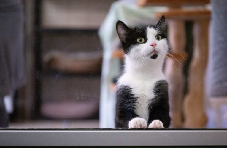 Кішок почали використовувати в терапії аутизму та тривожних розладів