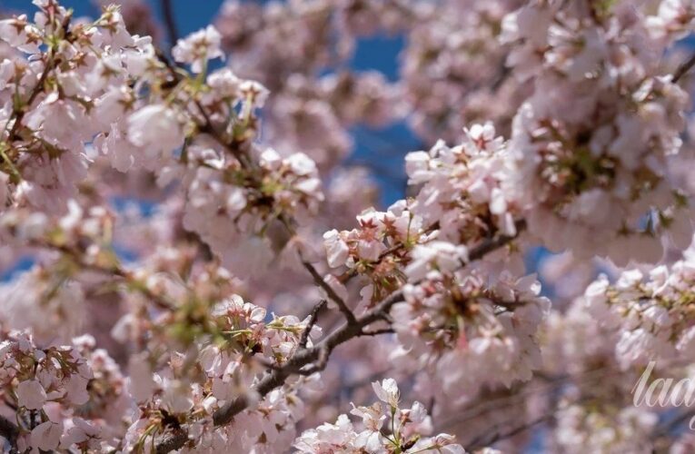 Квітень 2026: що буде з тарифами, виплатами переселенцям та пенсіями