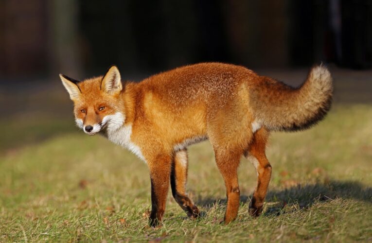 Лисиця проти вовка: унікальне відео полювання тварин