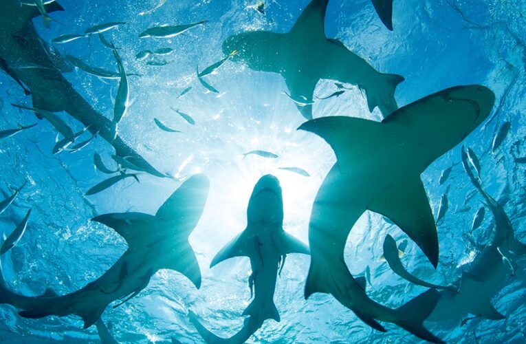 На Багамах в крові акул виявили кокаїн і кофеїн