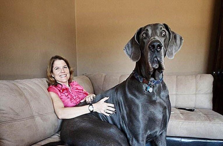 Найбільший улюбленець: що слід знати перш ніж завести собаку-гіганта