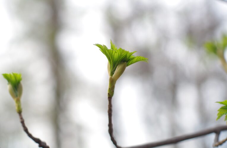Потепління, місцями дощитиме: синоптики про погоду у найближчі дні