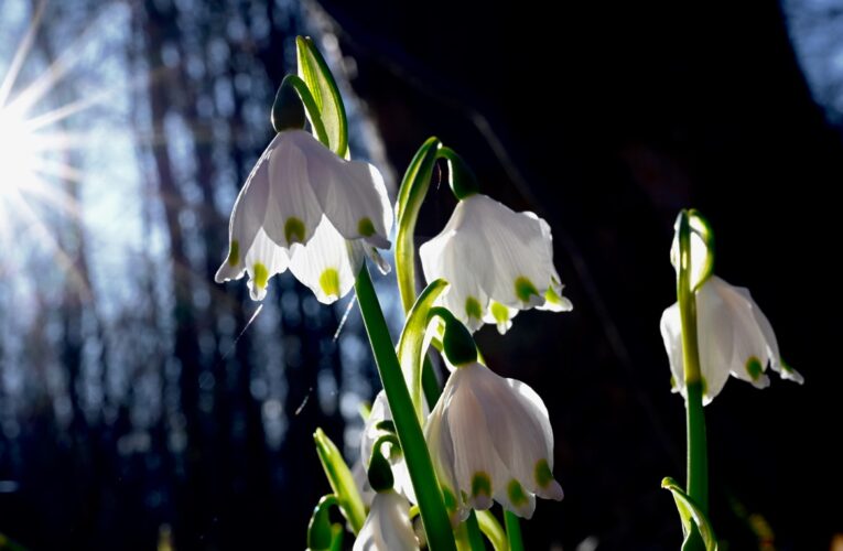 Прогріє до +15&deg;: якою буде погода на початку тижня