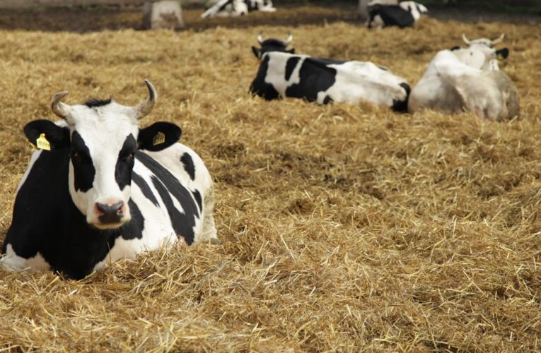 Росія приховує спалахи небезпечних хвороб тварин – розвідка