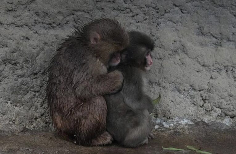 Самотня мавпочка Панч знайшла друга: її відкинула зграя