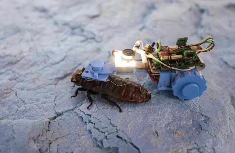 Сінгапурські вчені створили тарганів-кіборгів