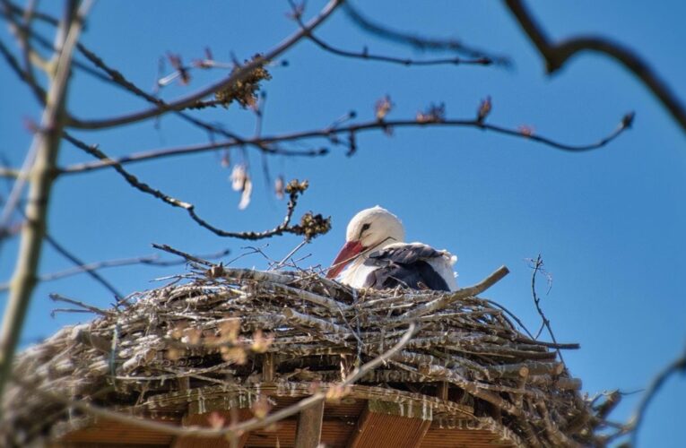 Свята 17 березня 2026 року: іменини, прикмети