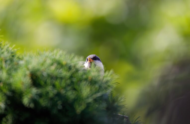 Свята 20 березня 2026: факти, традиції, прикмети