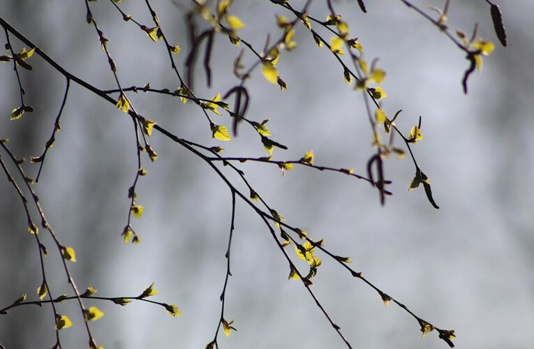 Свята 24 березня 2026: факти, традиції, іменини