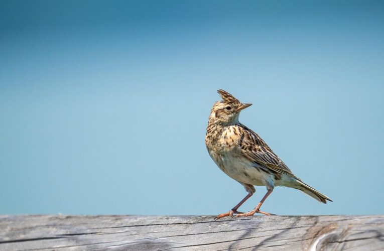 Свята 9 березня 2026: традиції, факти, що не можна робити