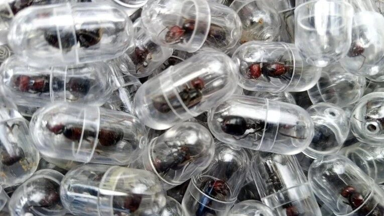 У Кенії затримали китайця, який намагався вивезти понад дві тис. мурах