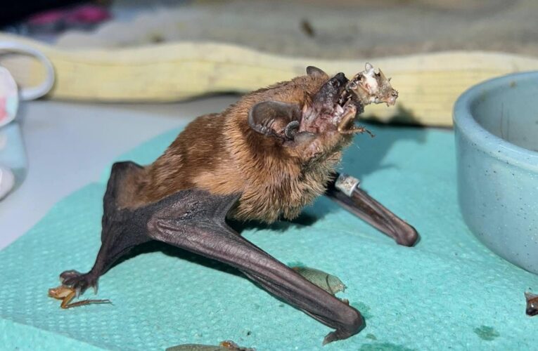 У Харкові врятували понад 900 кажанів