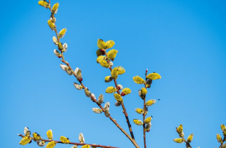 У Києві настала метеорологічна весна