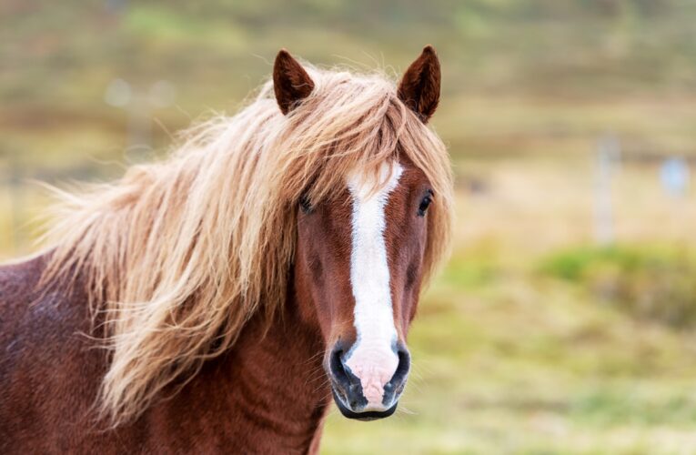 У Кривому Розі кінь втік із ферми та потрапив під авто