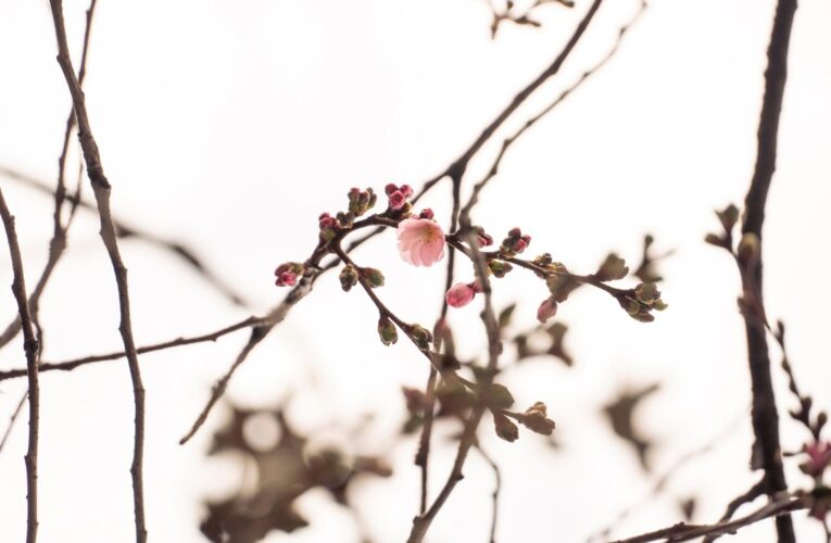 У Мукачеві зацвіла “шалена” сакура