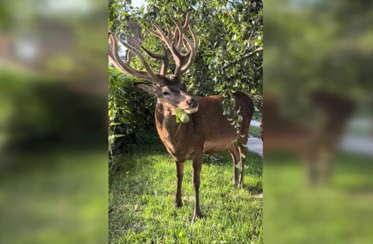 Відомого оленя Бориса з Рівненщини збила машина