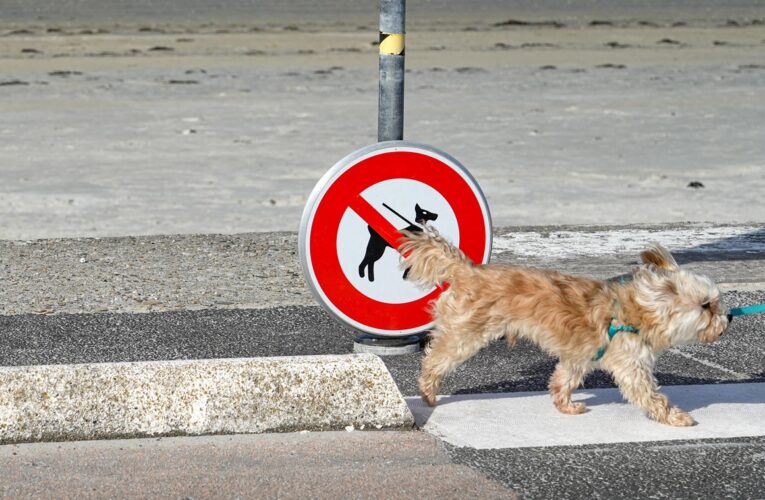 “Заборона тримати собак на ланцюгу”: в Україні спростували фейк