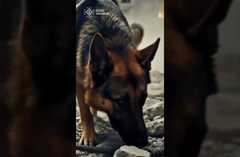 Там, де панує тиша, кінологи шукають слід життя.