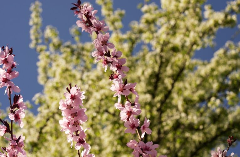 До половини врожаю кісточкових втрачено – Укргідрометцентр