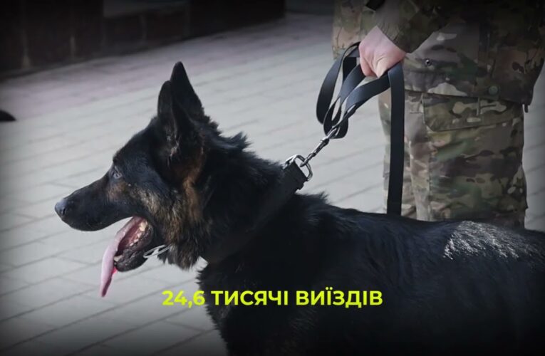 Майже 900 службових собак: як працює кінологічна служба Нацполіції