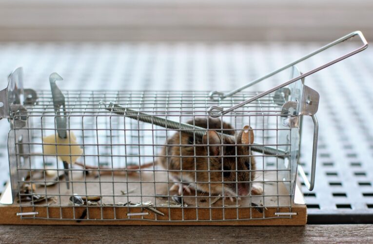 Миша перехитрила господаря і втекла з пасткою: курйозні кадри