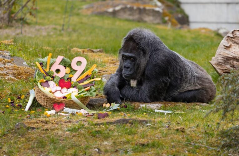Найстаріша горила світу відсвяткувала 69-річчя