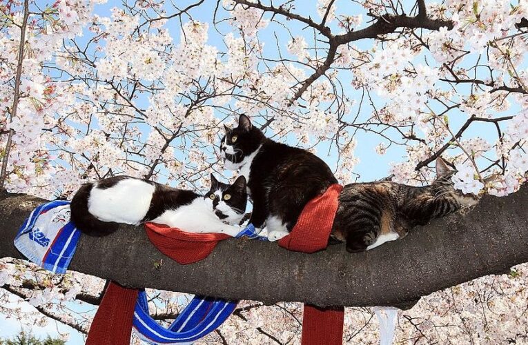 Синоптики повідомили, коли в Україну вернеться тепло
