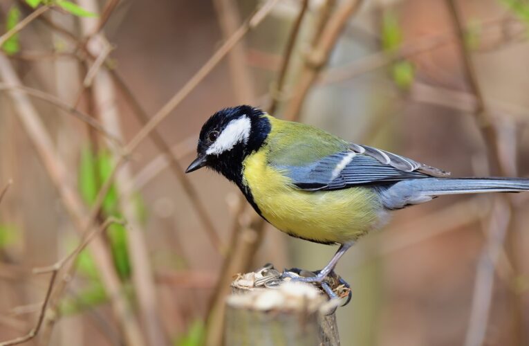 Свята 15 квітня 2026 року: факти, традиції, прикмети