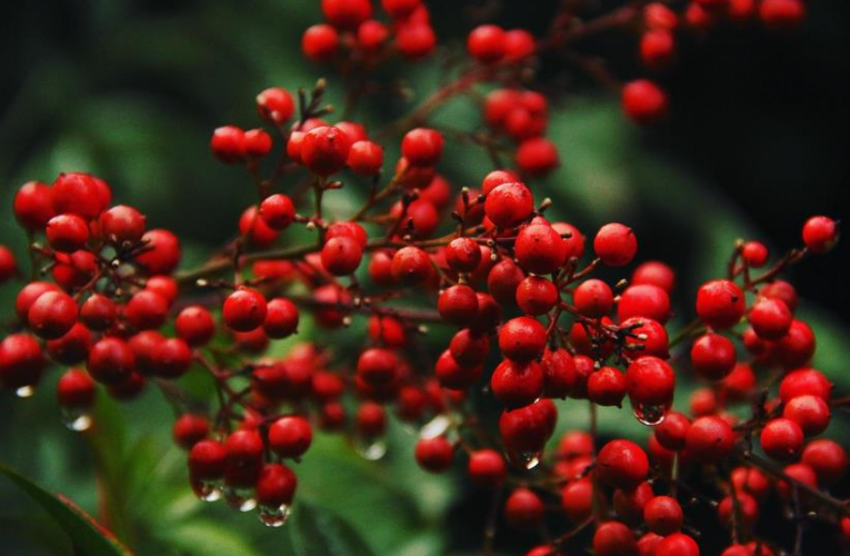 Свята 22 квітня 2026 року: іменини, традиції