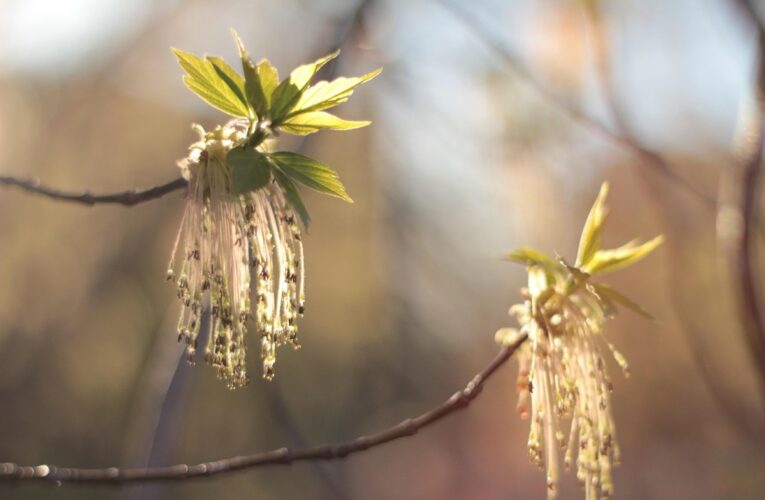 Свята 9 квітня 2026 року: іменини, прикмети