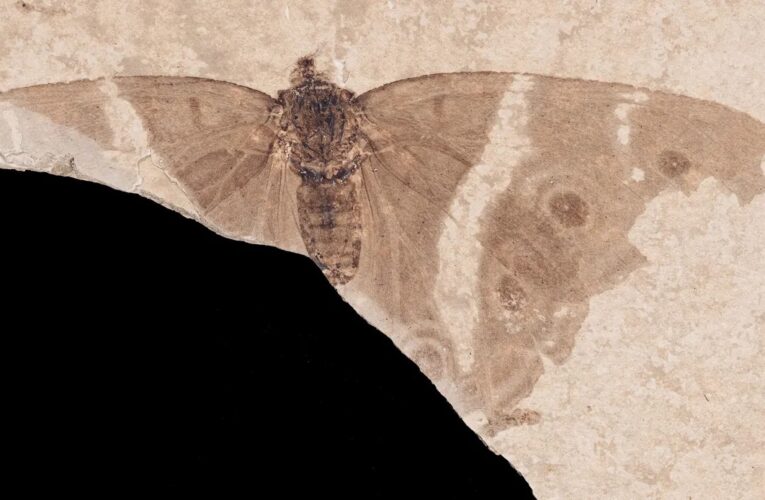 У Франції знайшли cкам’янілість із найдавнішим метеликом-імператором