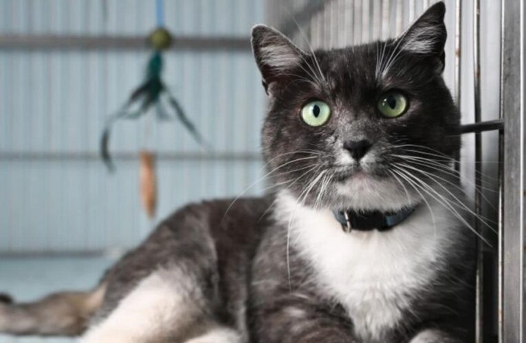 У Львові в тестовому режимі запрацював Банк крові для котів