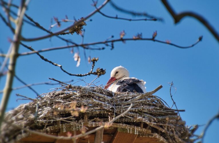 У знаменитих лелек Грицика і Одарки поповнення