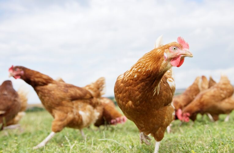 Україна рекордно наростила експорт м&rsquo;яса птиці