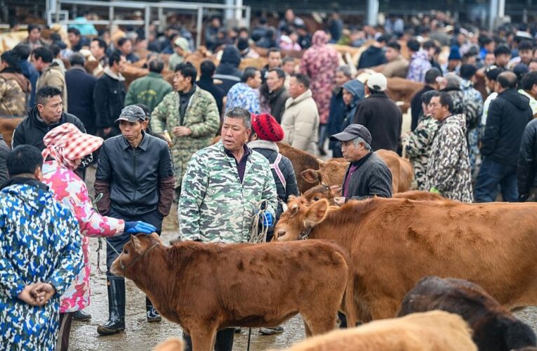 В Китаї на кордоні з Росією виявили спалах ящуру