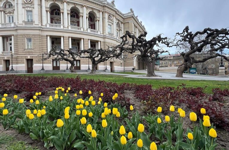 В Одесі зацвіли нідерландські тюльпани: місто готується до квіткового буму