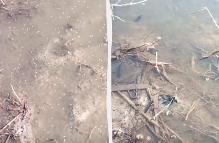 В Одеській області зафіксовано мільярди комарів