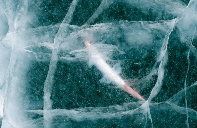 Вчені оживили 24-тисячолітню істоту: вона знову почала розмножуватись