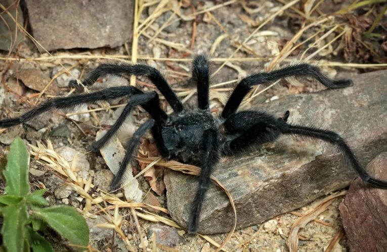 Вчені відкрили новий вид тарантулів