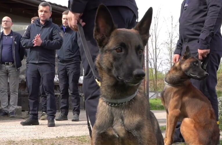 ДСНС отримала 4 спеціально підготовлені мінно-пошукові собаки породи бельгійська вівчарка
