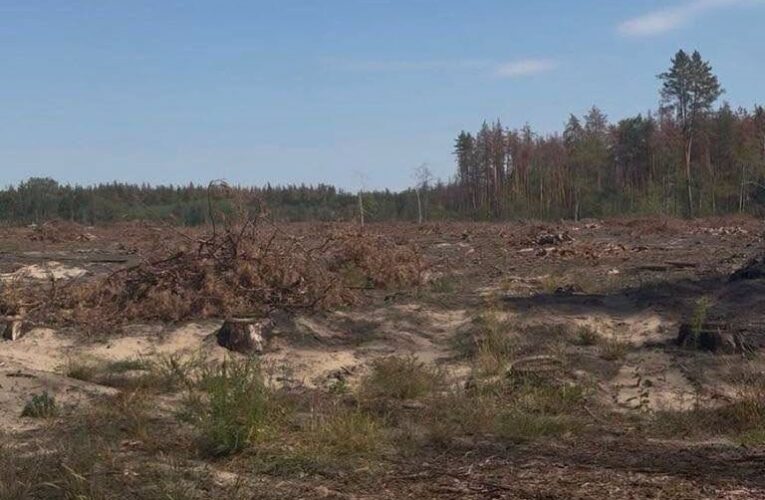 Директора лісгоспу судитимуть за вирубку 18 тисяч дерев