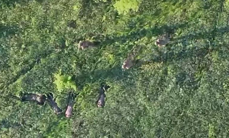 Прикордонники за допомогою БПЛА взяли у полон чотирьох військових РФ