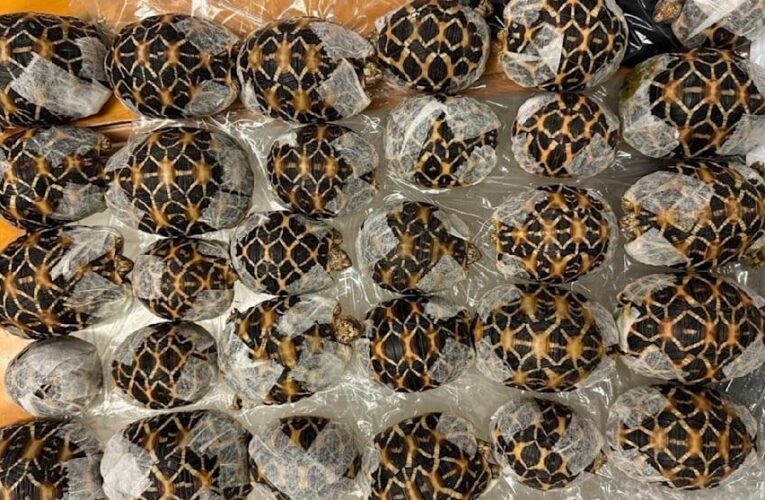 У Таїланді бортпровідниця перевозила під одягом 30 черепах