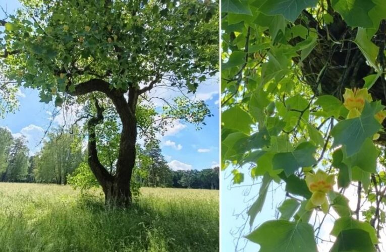 В Україні зацвіло рідкісне тюльпанове дерево