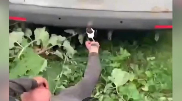 Прикували наручниками до авто: на Хмельниччині перевіряють інцидент з ТЦК