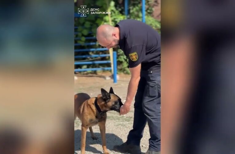 Кінологічний розрахунок ДСНС Запоріжжя відпрацював чергове тренування