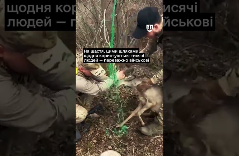 Українські військові рятують тварин у прифронтових зонах